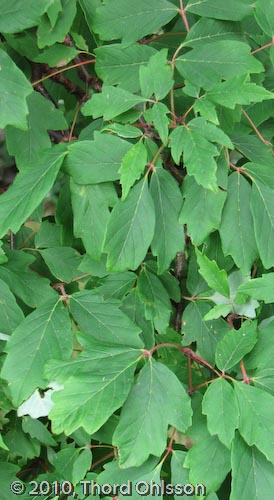 Acer griseum